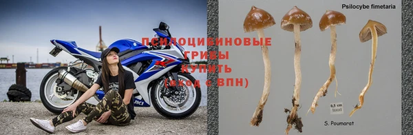крисы Белокуриха
